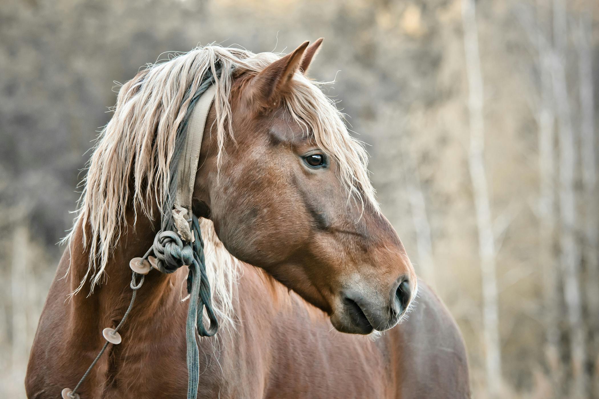 Bran Disease in Horses - Symptoms, Causes, Diagnosis, Treatment ...