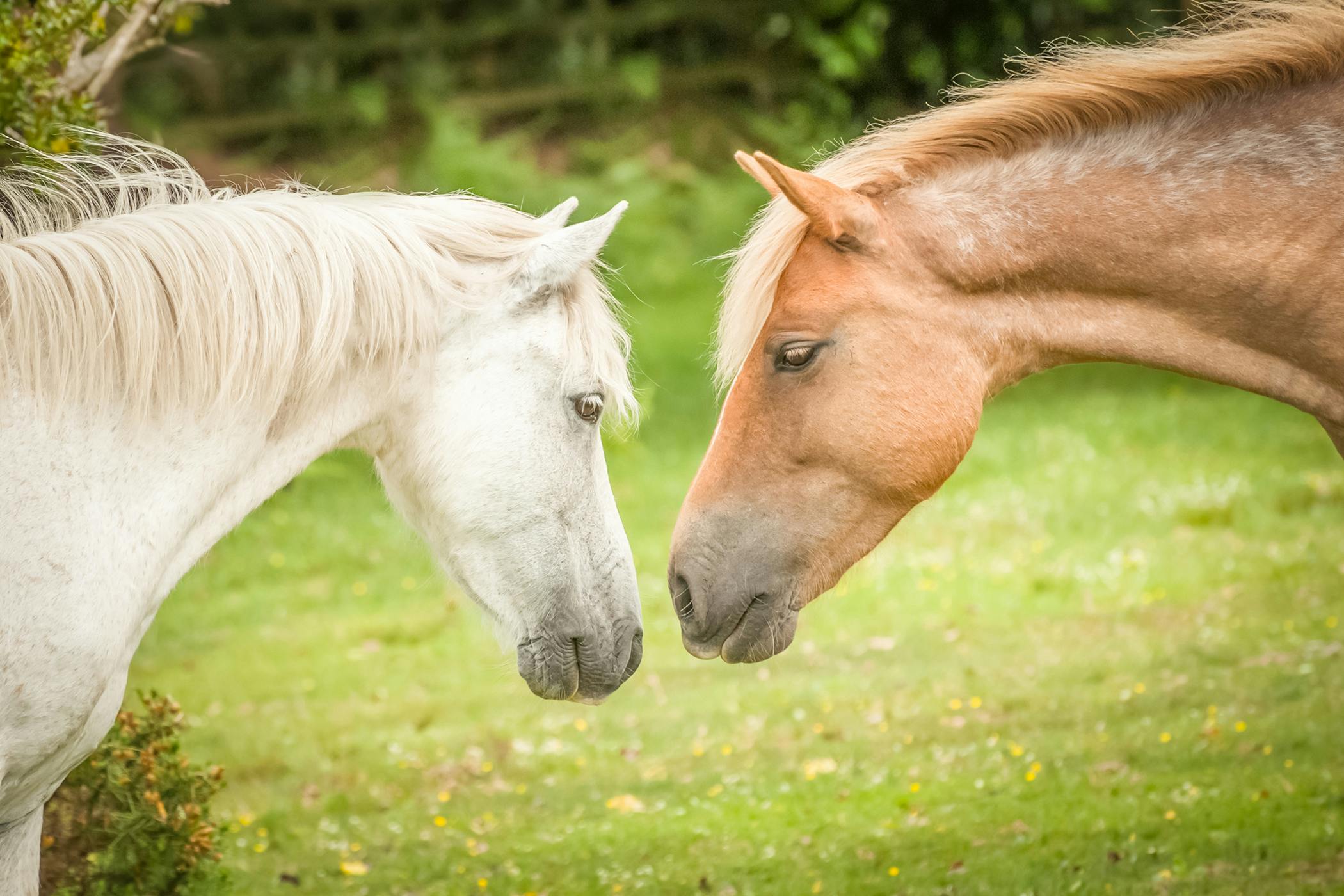 Breeding (Stallion) in Horses Symptoms, Causes, Diagnosis, Treatment