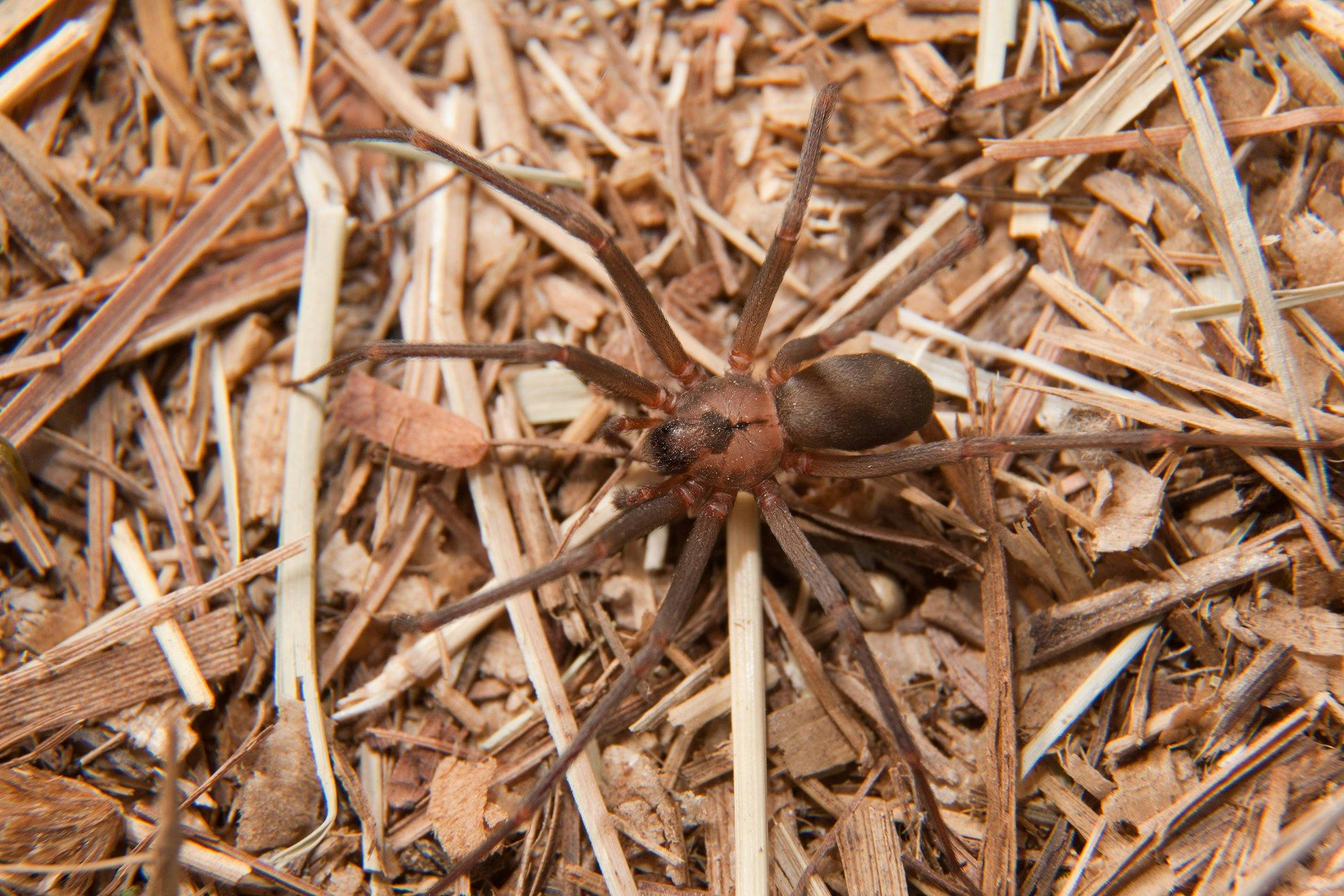 brown-recluse-spider-bite-in-horses-symptoms-causes-diagnosis