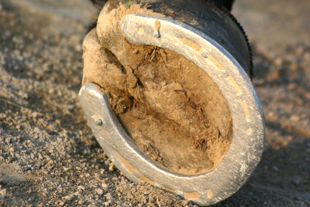 Bruised Soles and Corns in Horses - Symptoms, Causes, Diagnosis, Treatment, Recovery, Management, Cost