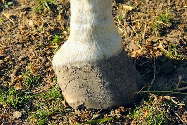 Bucked Shins in Horses - Symptoms, Causes, Diagnosis, Treatment, Recovery, Management, Cost
