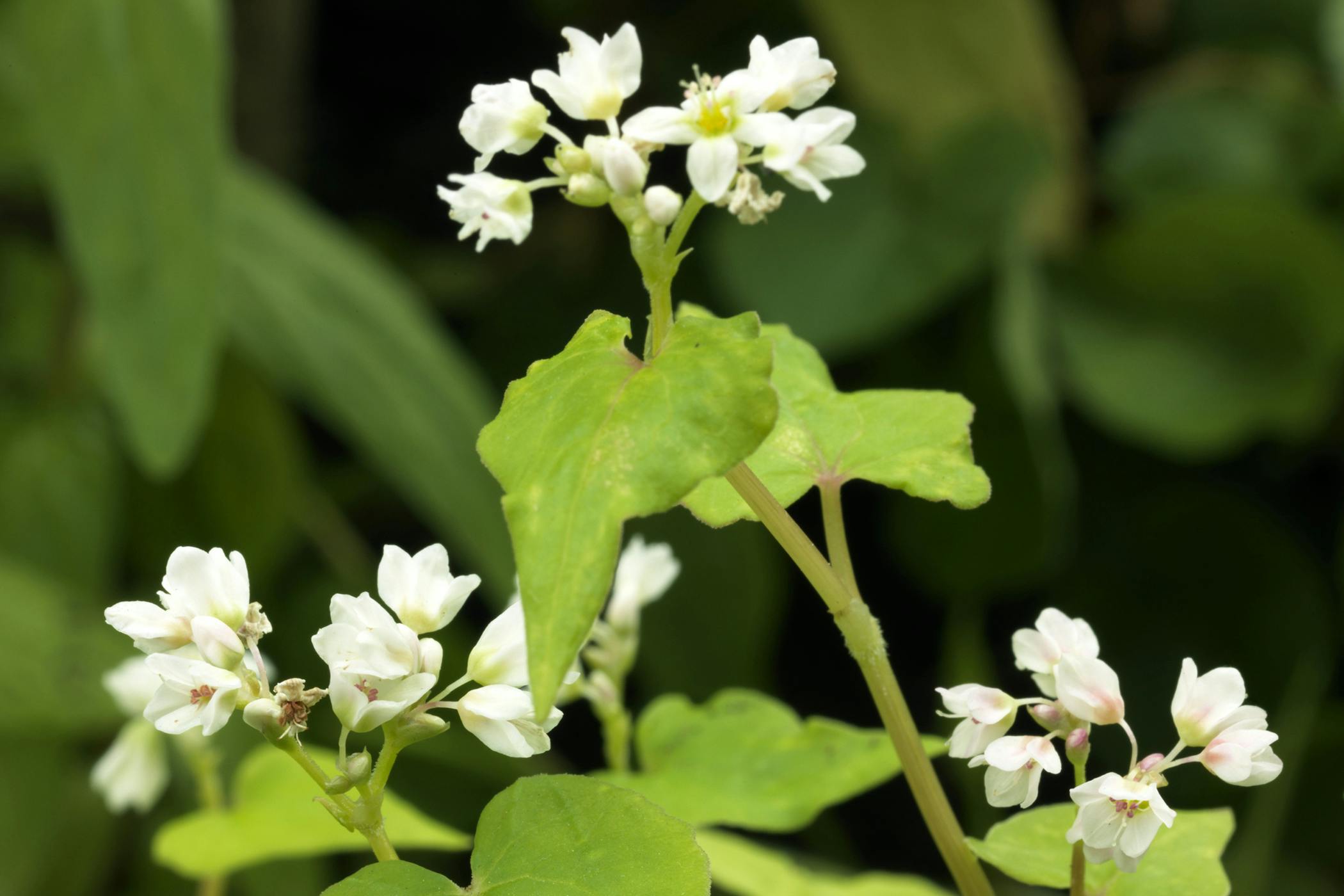 buckwheat-poisoning-in-horses-symptoms-causes-diagnosis-treatment