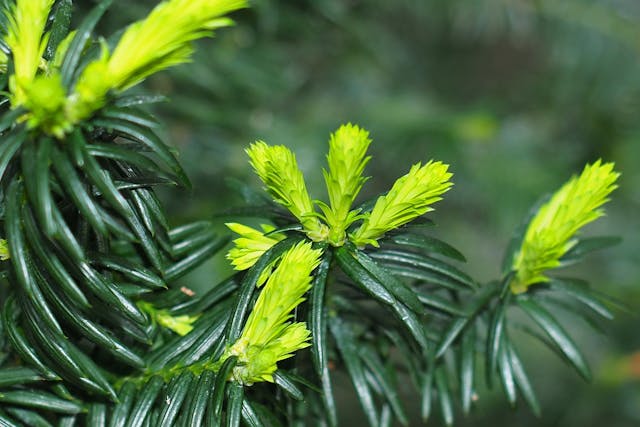 Buddhist Pine Poisoning in Horses - Symptoms, Causes, Diagnosis, Treatment, Recovery, Management, Cost