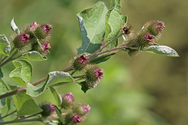 Burdock Toxicity in Horses - Symptoms, Causes, Diagnosis, Treatment, Recovery, Management, Cost