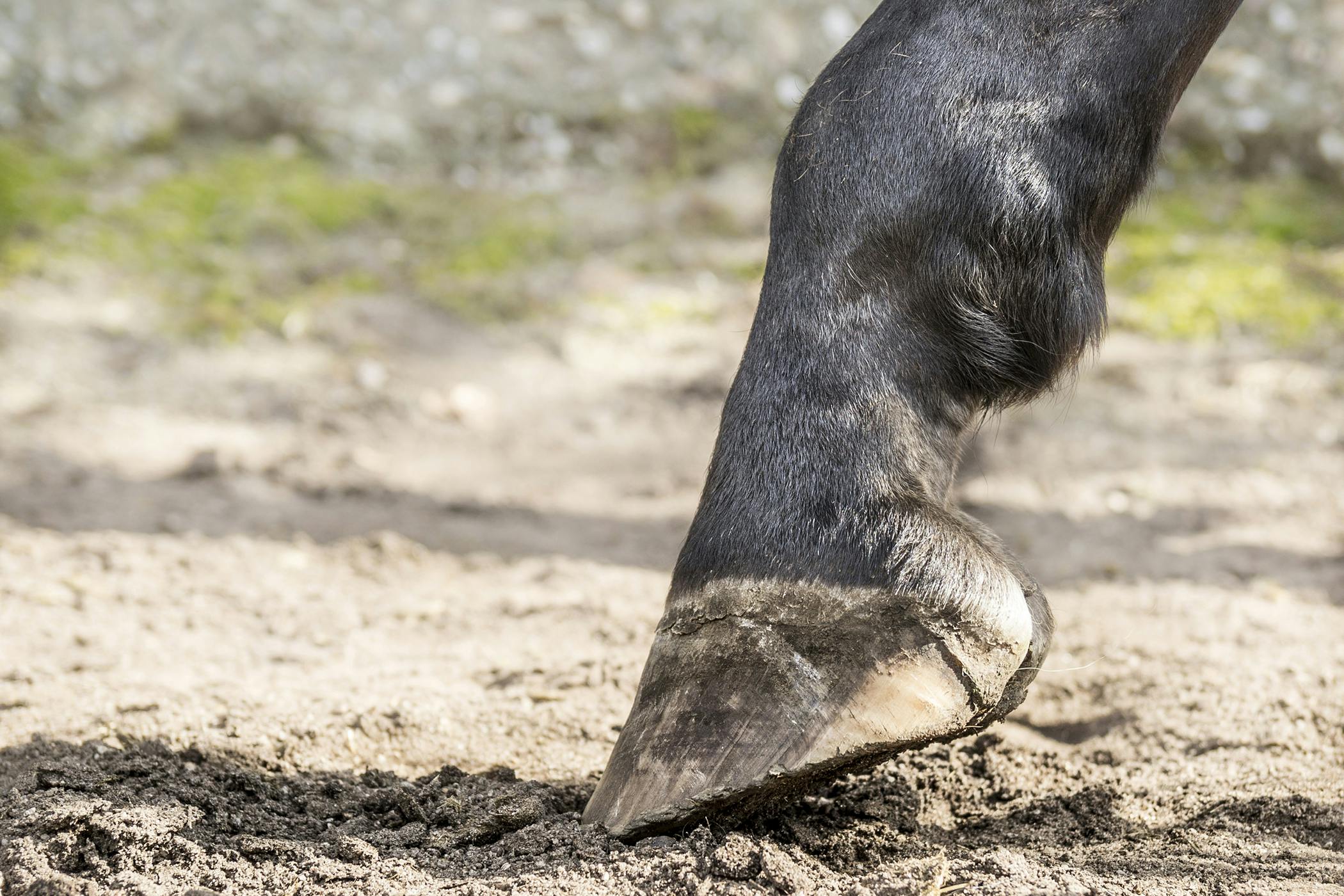 Horse Condition Severity Mild