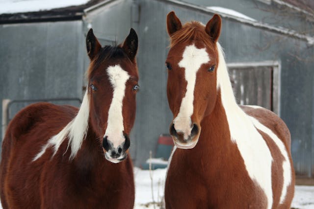 Bute Allergy in Horses - Symptoms, Causes, Diagnosis, Treatment, Recovery, Management, Cost