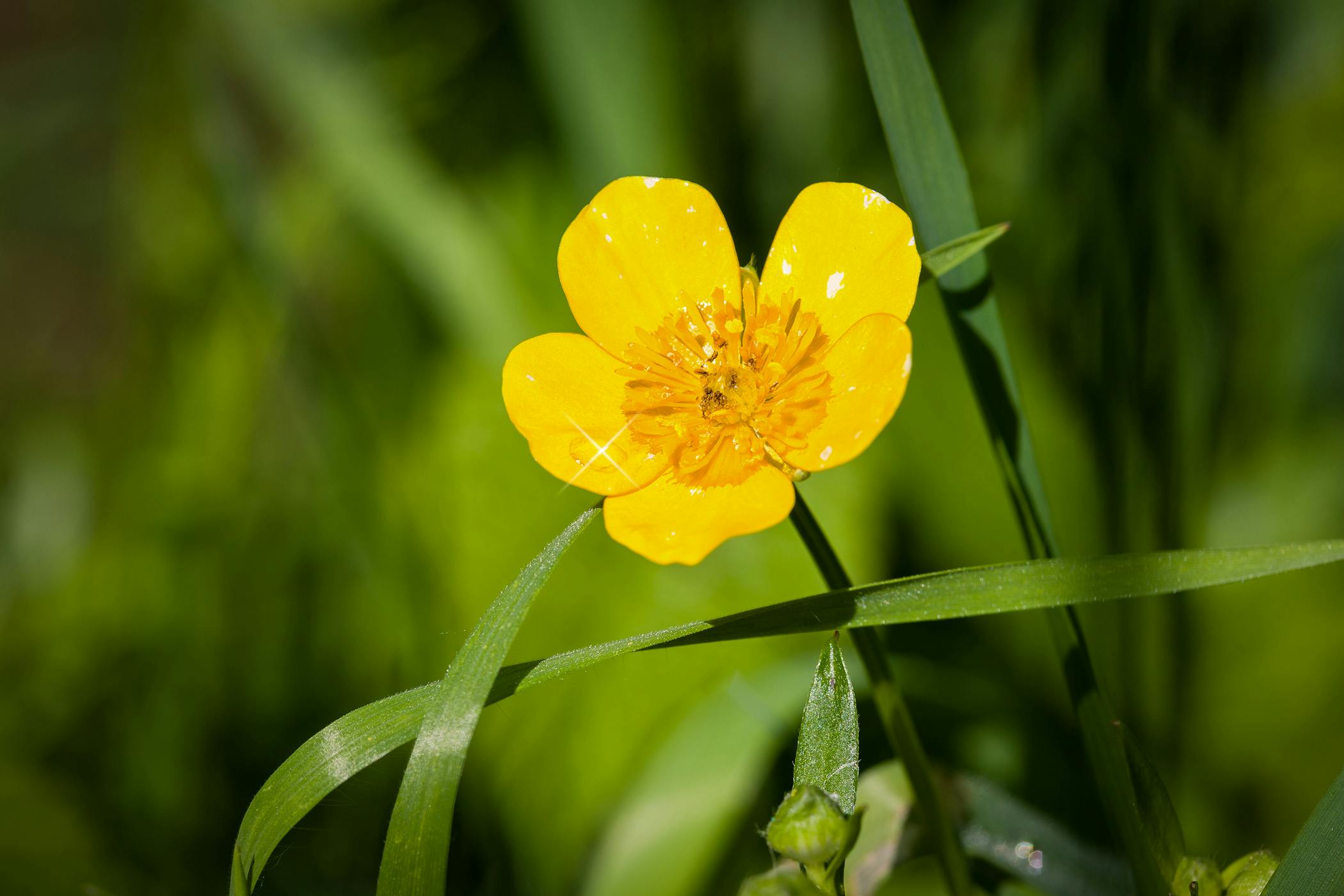 wild buttercup plant