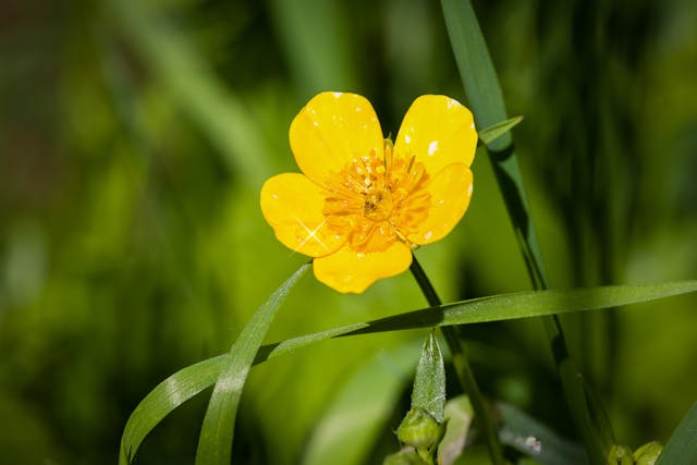 Buttercup Poisoning in Horses - Symptoms, Causes, Diagnosis, Treatment, Recovery, Management, Cost