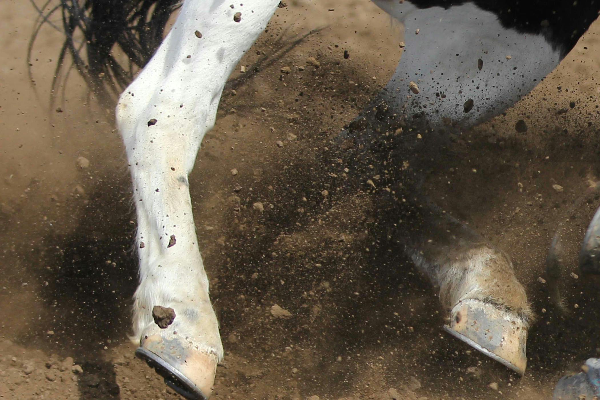 Calcaneal Bursitis in Horses Symptoms, Causes, Diagnosis, Treatment