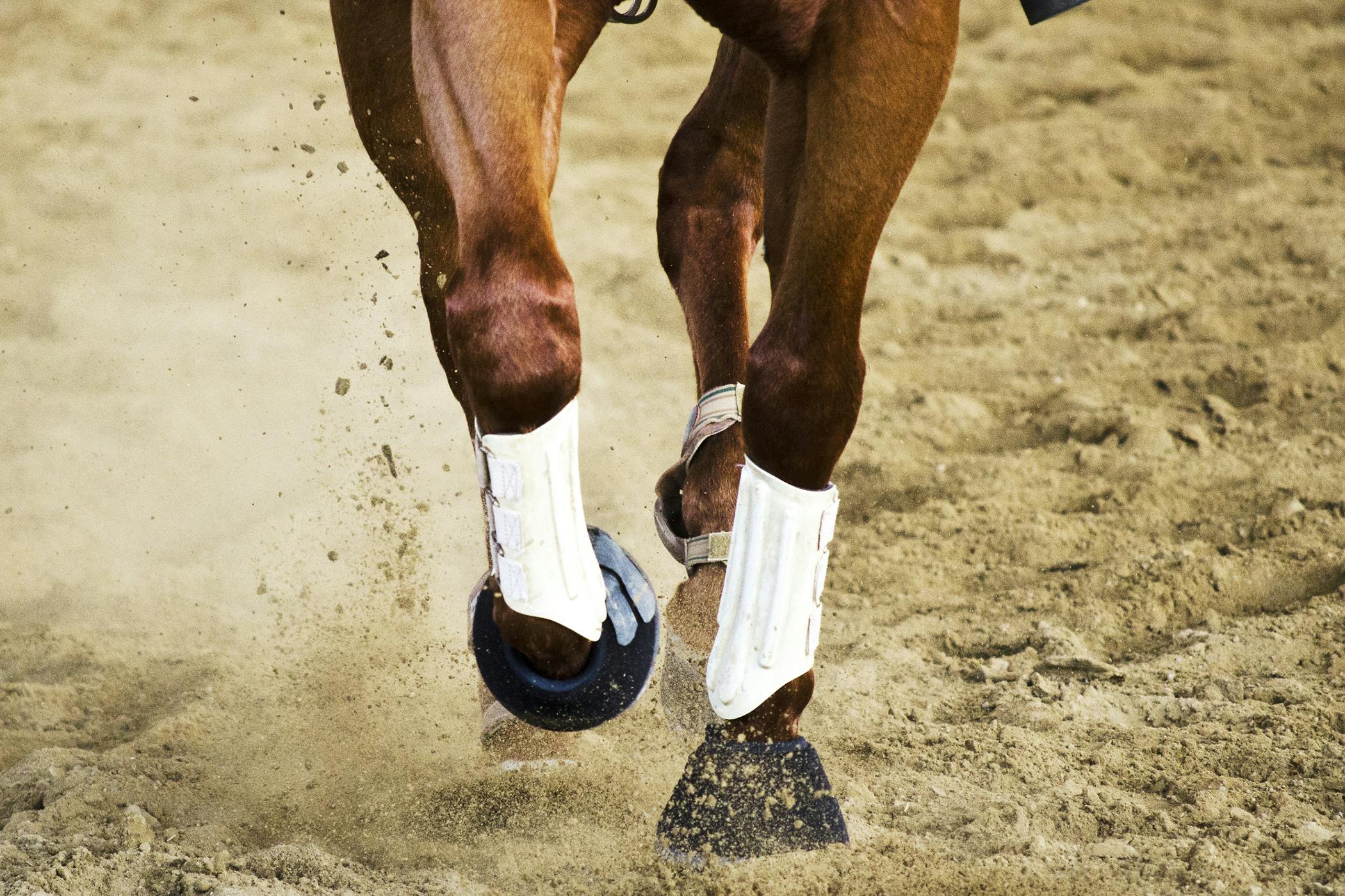 Horse Condition Severity Mild