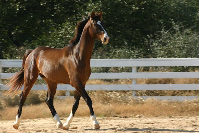 Caslick's Procedure in Horses - Conditions Treated, Procedure, Efficacy, Recovery, Cost, Considerations, Prevention