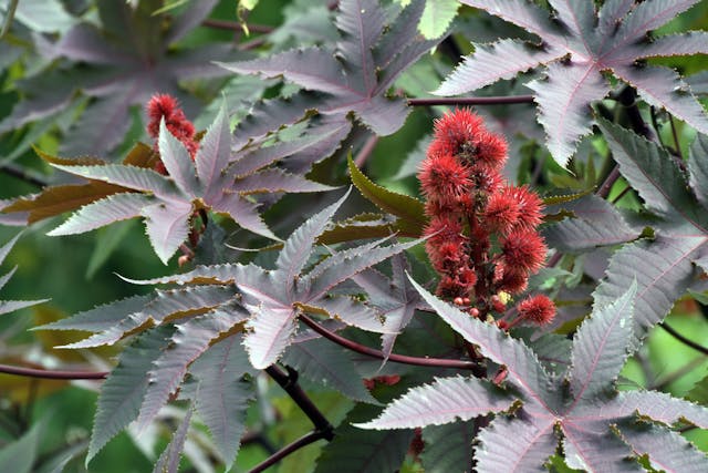 Castor Bean Poisoning in Horses - Symptoms, Causes, Diagnosis, Treatment, Recovery, Management, Cost