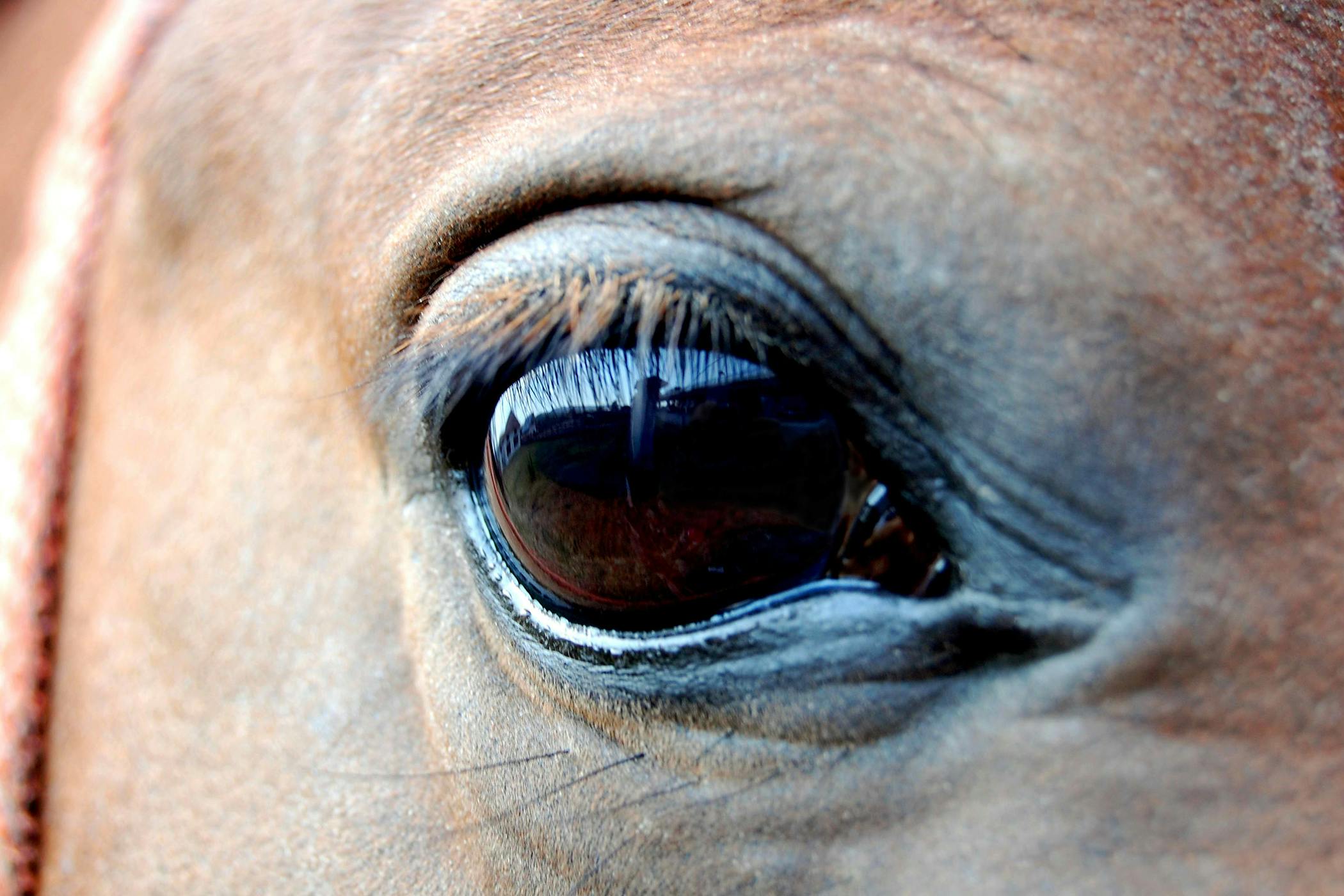 Cataracts in Horses - Symptoms, Causes, Diagnosis, Treatment, Recovery ...