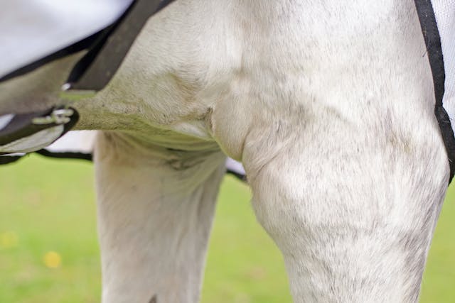 Cellulitis in Horses - Symptoms, Causes, Diagnosis, Treatment, Recovery, Management, Cost