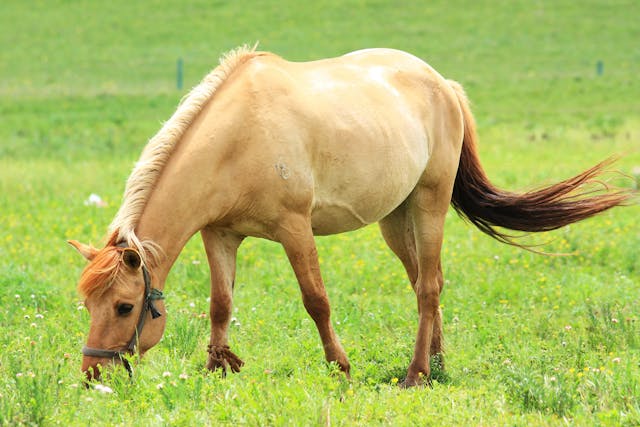 Ceratohyoidectomy in Horses - Conditions Treated, Procedure, Efficacy, Recovery, Cost, Considerations, Prevention