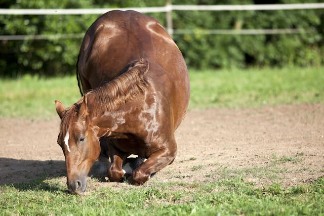 Cerebellar Abiotrophy in Horses - Symptoms, Causes, Diagnosis, Treatment, Recovery, Management, Cost