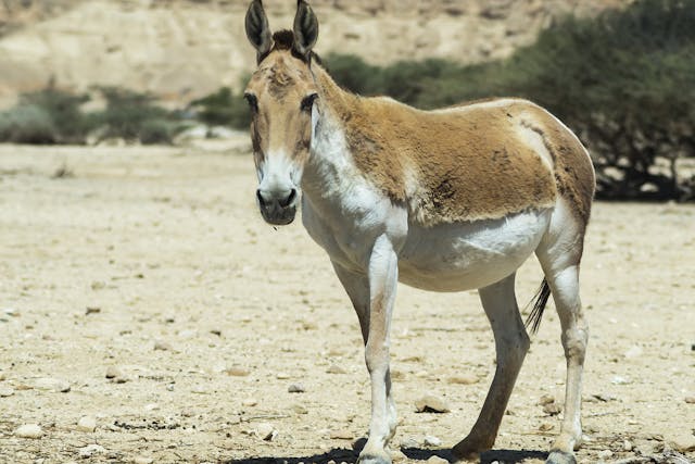Cervical Vertebral Stabilization and Internal Fixation in Horses - Conditions Treated, Procedure, Efficacy, Recovery, Cost, Considerations, Prevention