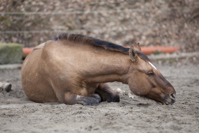 Chelation Therapy in Horses - Conditions Treated, Procedure, Efficacy, Recovery, Cost, Considerations, Prevention