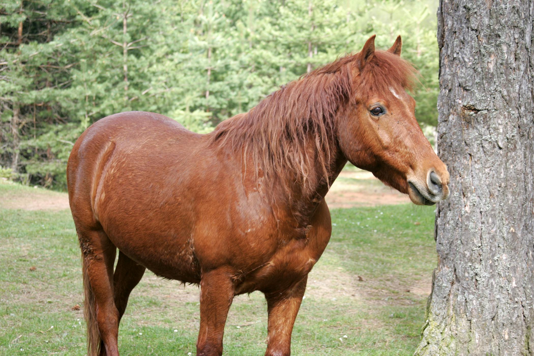 chemical-fusion-of-lower-hock-joints-in-horses-procedure-efficacy