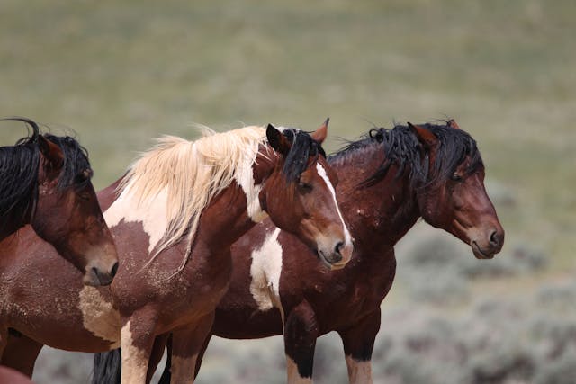 Chemotherapy in Horses - Conditions Treated, Procedure, Efficacy, Recovery, Cost, Considerations, Prevention