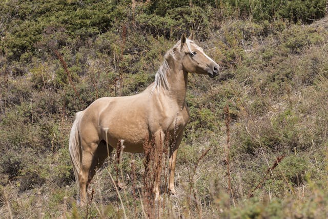 Choanal Atresia Correction in Horses - Conditions Treated, Procedure, Efficacy, Recovery, Cost, Considerations, Prevention