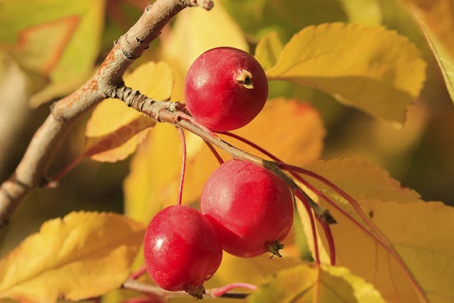 Chokecherry Tree Poisoning in Horses - Symptoms, Causes, Diagnosis, Treatment, Recovery, Management, Cost