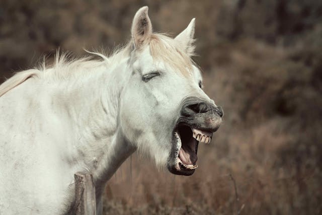 Choking in Horses - Symptoms, Causes, Diagnosis, Treatment, Recovery, Management, Cost