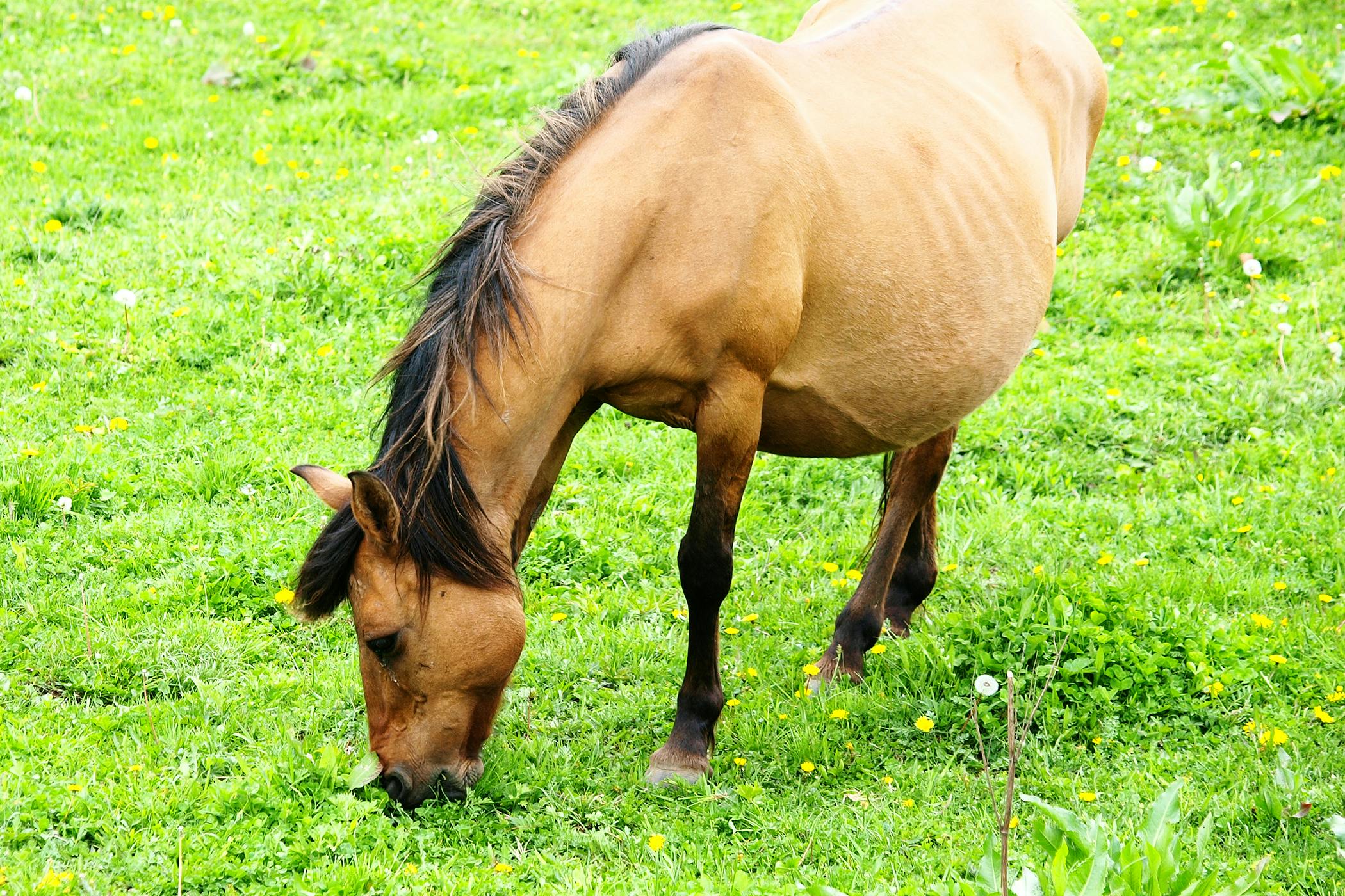 Cholangiohepatitis in Horses - Symptoms, Causes, Diagnosis ...