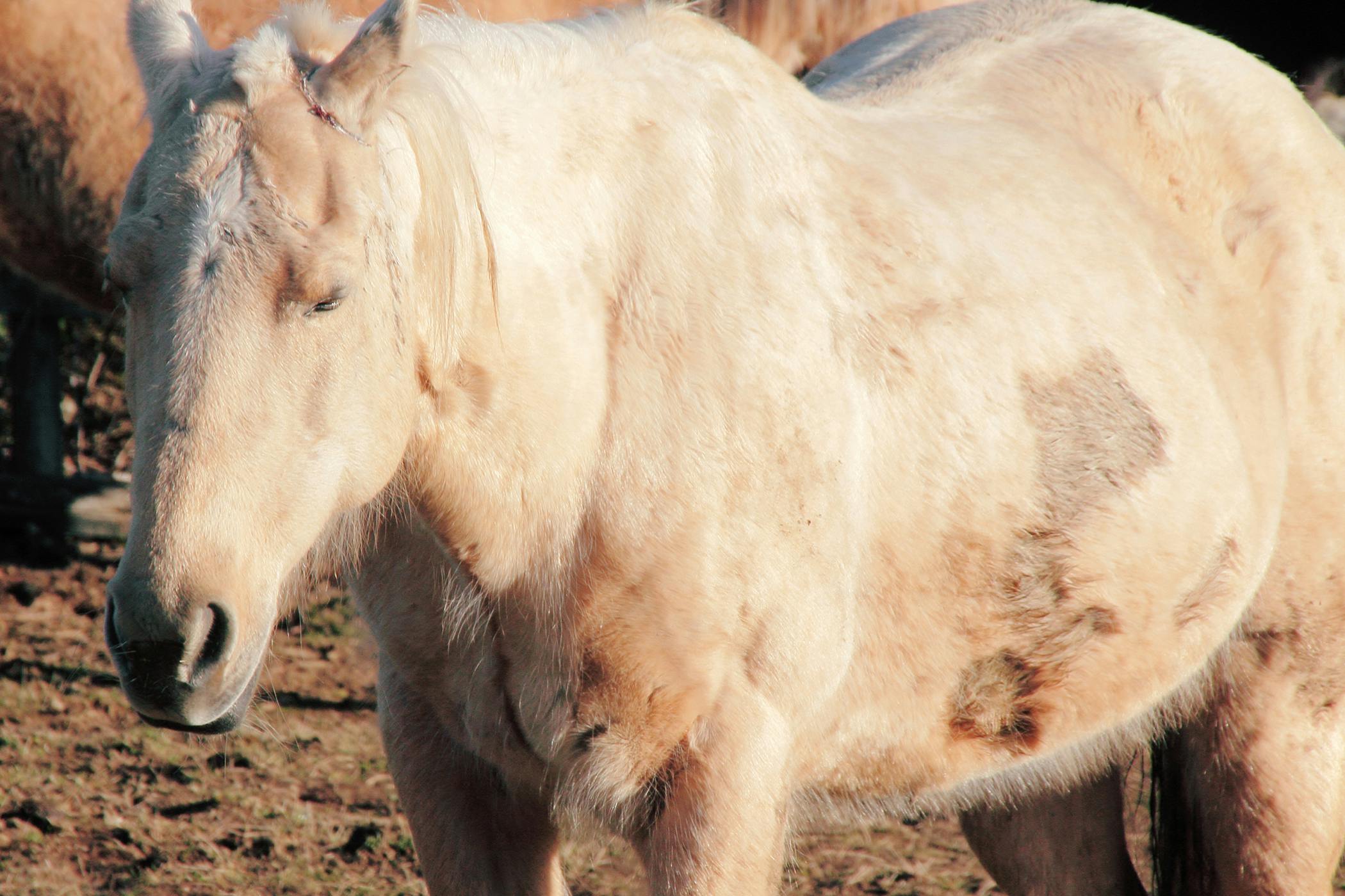 Chorioptic Mange in Horses - Symptoms, Causes, Diagnosis 