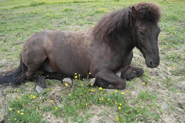 Chronic Proliferative Synovitis in Horses - Symptoms, Causes, Diagnosis, Treatment, Recovery, Management, Cost