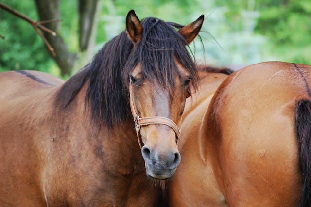 Cleft Palate Repair in Horses - Conditions Treated, Procedure, Efficacy, Recovery, Cost, Considerations, Prevention