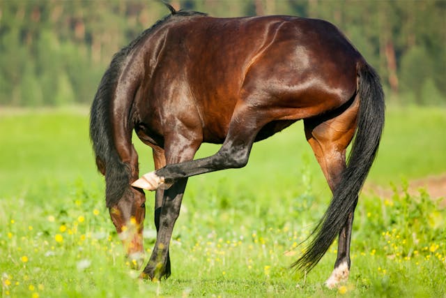Clipper Oil Allergy in Horses - Symptoms, Causes, Diagnosis, Treatment, Recovery, Management, Cost