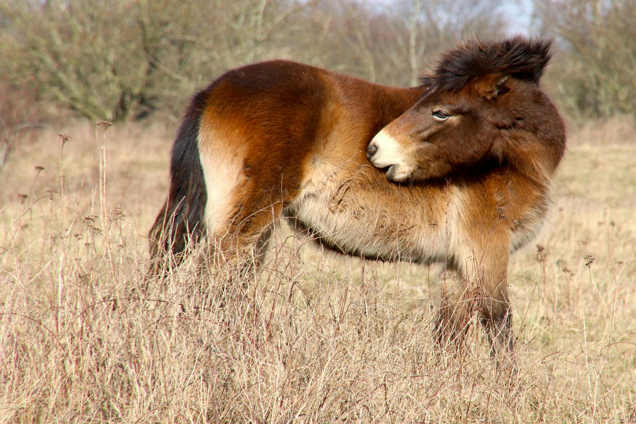 Clover Allergy in Horses Symptoms, Causes, Diagnosis, Treatment, Recovery, Management, Cost