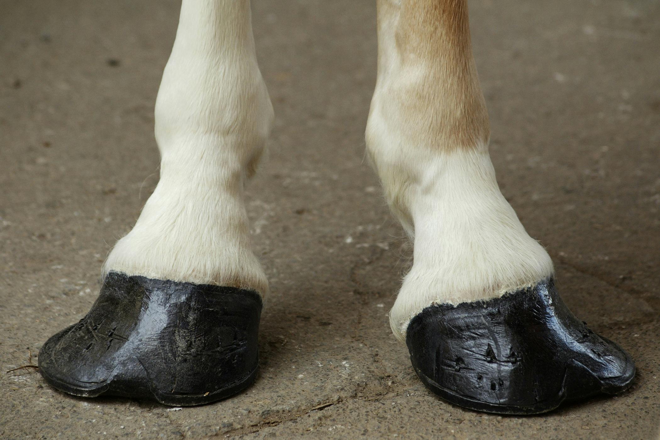 Club Foot In Horses Symptoms Causes Diagnosis Treatment Recovery Management Cost