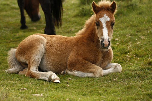 Colitis X In Horses Symptoms Causes Diagnosis Treatment Recovery Management Cost Colitis X In Horses Symptoms Causes Diagnosis Treatment Recovery Management Cost
