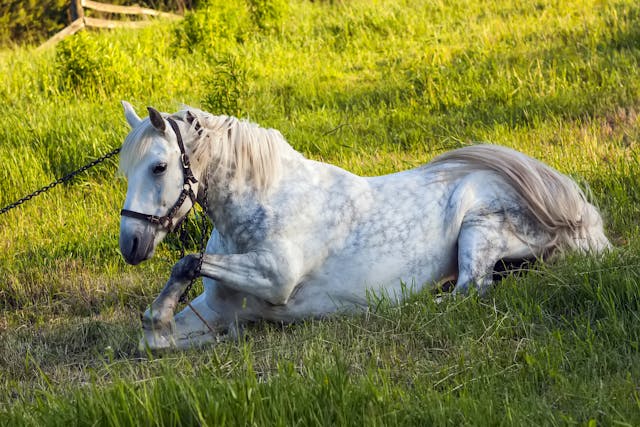 Combined Immunodeficiency Disease in Horses - Symptoms, Causes, Diagnosis, Treatment, Recovery, Management, Cost