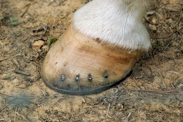 Contracted Heels in Horses - Symptoms, Causes, Diagnosis, Treatment, Recovery, Management, Cost