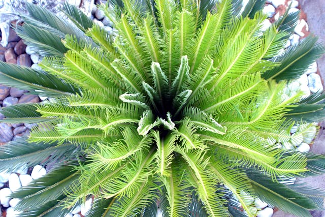 Coontie Palm Poisoning in Horses - Symptoms, Causes, Diagnosis, Treatment, Recovery, Management, Cost