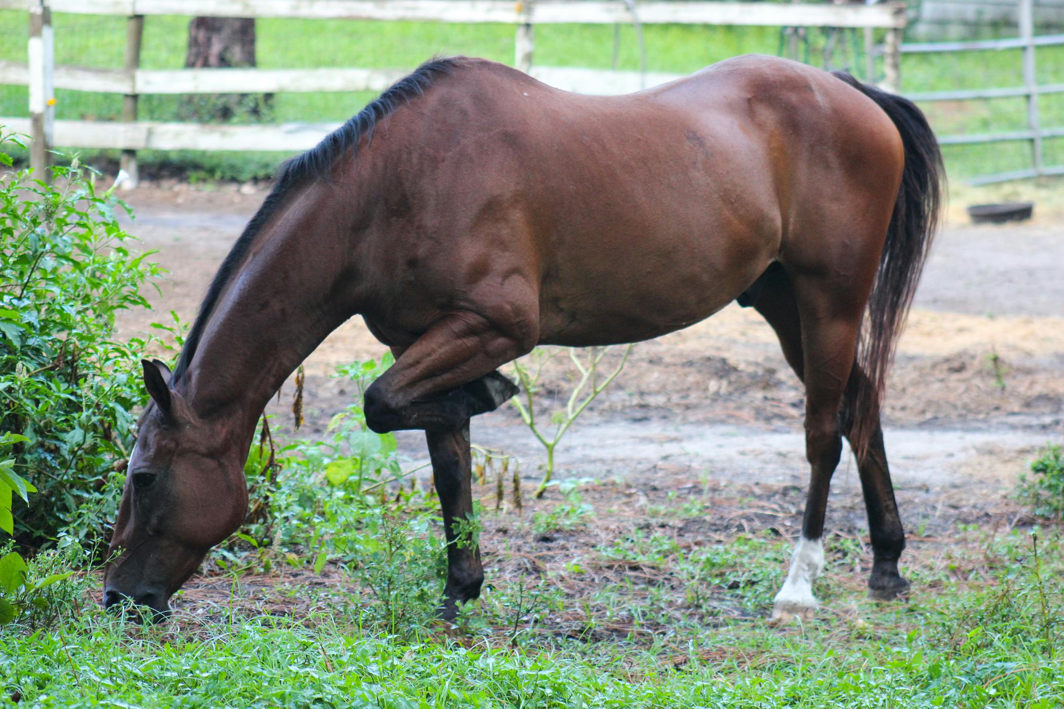 Coprophagia in Horses Symptoms, Causes, Diagnosis, Treatment