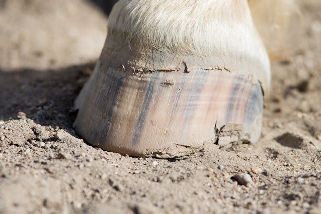 Cracked Heels in Horses - Symptoms, Causes, Diagnosis, Treatment, Recovery, Management, Cost