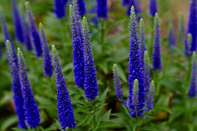 Creeping Indigo Toxicity in Horses - Symptoms, Causes, Diagnosis, Treatment, Recovery, Management, Cost