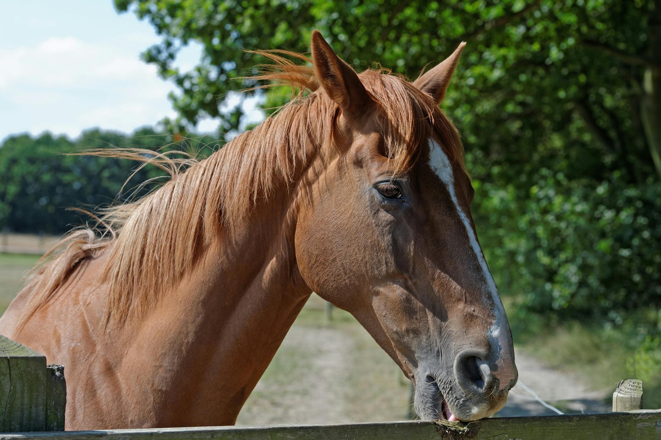 Cribbing In Horses Symptoms Causes Diagnosis Treatment