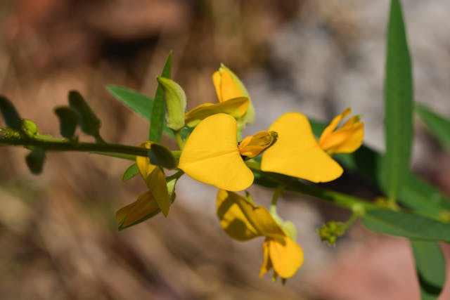 Crotalaria Poisoning in Horses - Symptoms, Causes, Diagnosis, Treatment, Recovery, Management, Cost