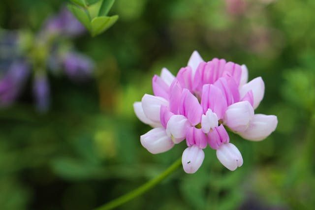 Crown Vetch Poisoning in Horses - Symptoms, Causes, Diagnosis, Treatment, Recovery, Management, Cost