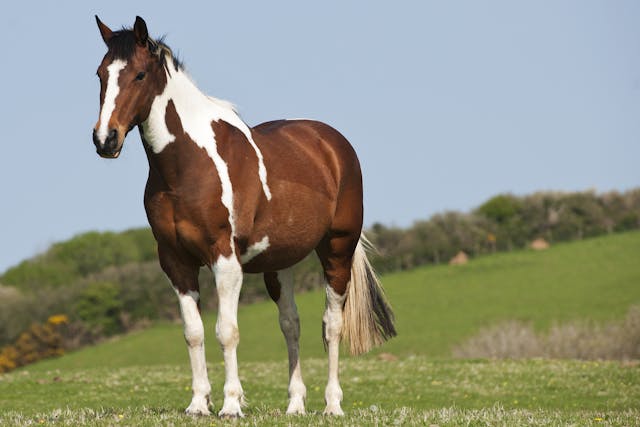 Cyanide Poisoning in Horses - Symptoms, Causes, Diagnosis, Treatment, Recovery, Management, Cost