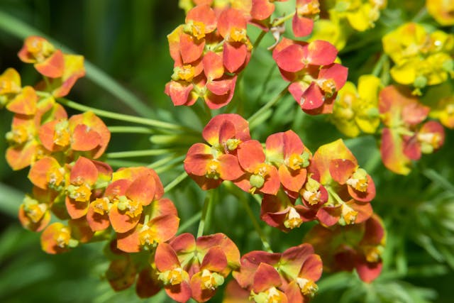 Cypress Spurge Poisoning in Horses - Symptoms, Causes, Diagnosis, Treatment, Recovery, Management, Cost
