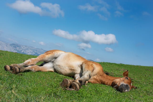Cystic Ovary Disease in Horses - Symptoms, Causes, Diagnosis, Treatment, Recovery, Management, Cost