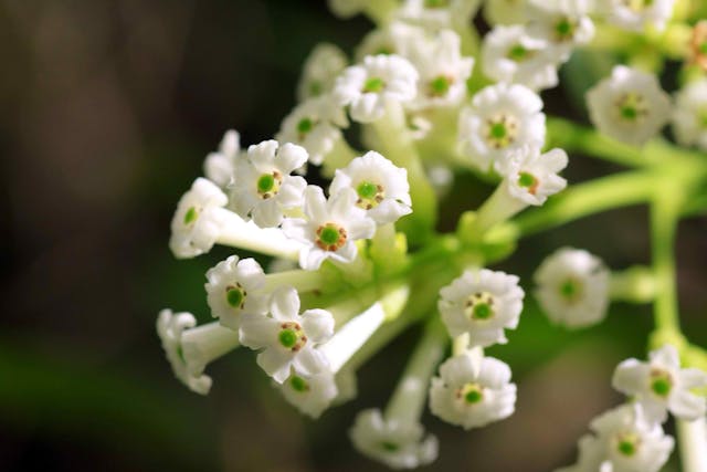 Day Blooming Jessamine in Horses - Symptoms, Causes, Diagnosis, Treatment, Recovery, Management, Cost