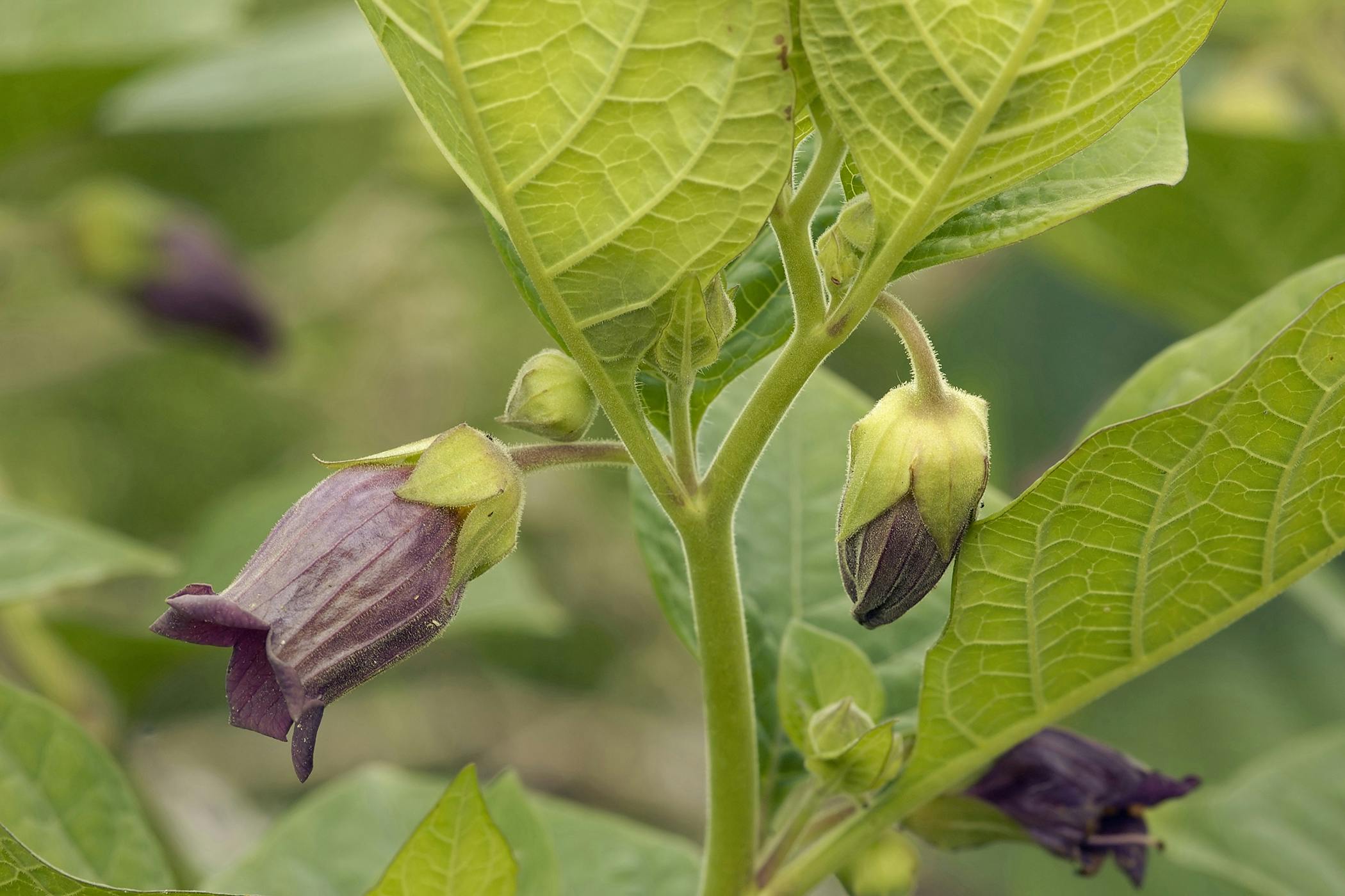 Deadly Nightshade Poisoning In Horses Symptoms Causes Diagnosis Treatment Recovery Management Cost