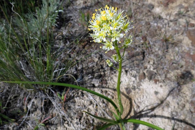 Death Camas Poisoning in Horses - Symptoms, Causes, Diagnosis, Treatment, Recovery, Management, Cost